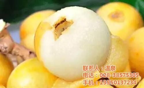 郫县白玉枇杷_洪林家庭农场_白玉枇杷  白玉枇杷批发  白玉枇杷采摘