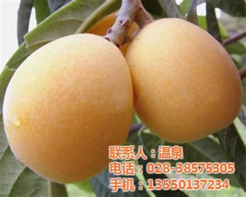 山东优质枇杷、洪林家庭农场、优质枇杷批发  优质枇杷批发供应  优质枇杷批发价格