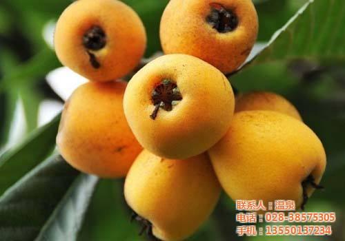 优质枇杷批发市场_江苏优质枇杷_洪林家庭  优质枇杷批发销售  优质枇杷种植基地