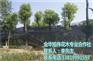 香樟大树容器苗批发_福建容器苗_旭伟花木