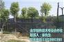 香樟大树容器苗批发|福建容器苗|旭伟花木
