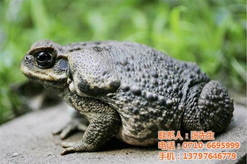 贵州蟾蜍|伟华天然蟾衣|蟾蜍养殖技术  那里有蟾蜍养殖