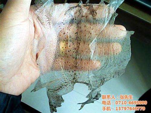 吉林蟾衣、伟华蟾业蟾衣、蟾衣制作技术  干蜕蟾衣  蟾衣养殖技术