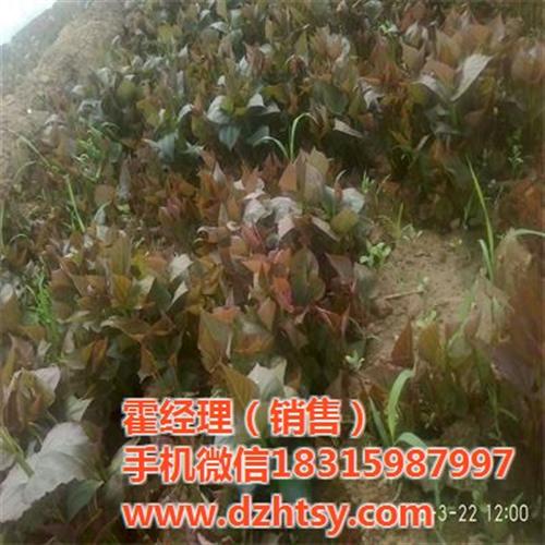 禾田薯业质量可靠,郴州烟薯25,烟薯25  烟薯25批发  烟薯25价格  烟薯25口感