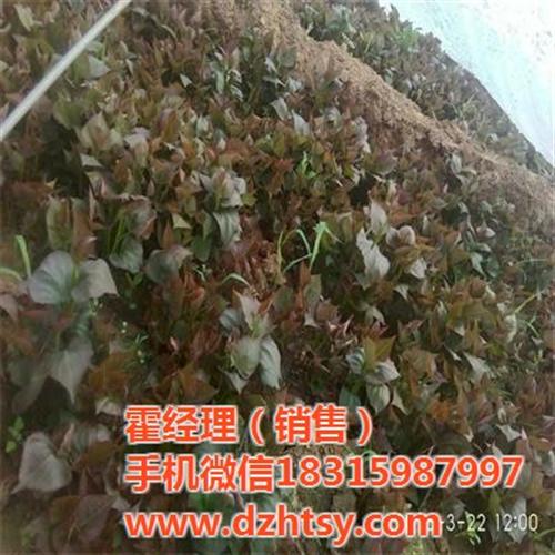 烟薯25地瓜种苗_烟薯25_禾田薯业放心  烟薯25批发  烟薯25烤薯