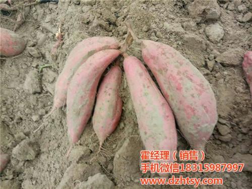 烟薯25,禾田薯业品质信赖,烟薯25批发  烟薯25价格  烟薯25烤薯