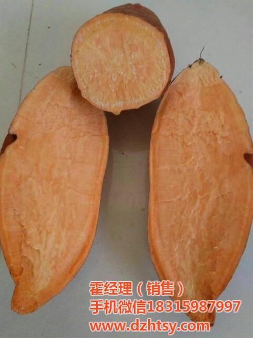 买烟薯就找禾田薯业_烟薯25_烟薯25厂  烟薯25地瓜种苗  烟薯25厂家  烟薯25口感