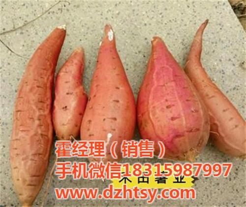 烟薯25销售,崇文烟薯25,禾田薯业品质  烟薯25价格  烟薯25口感