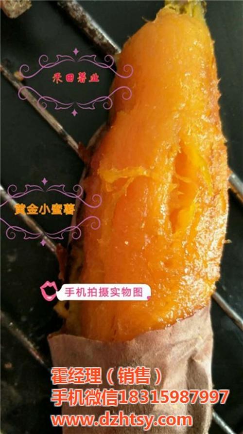 烟薯25|禾田薯业|烟薯25价格  烟薯25供应  烟薯25地瓜种苗