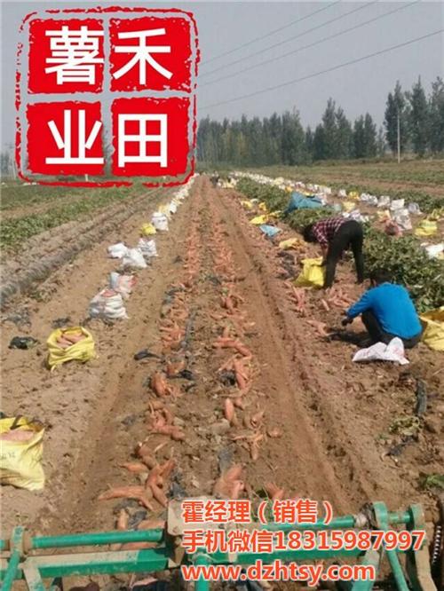 张家界烟薯25|禾田薯业放心企业|烟薯2  烟薯25口感  烟薯25销售  烟薯25价格