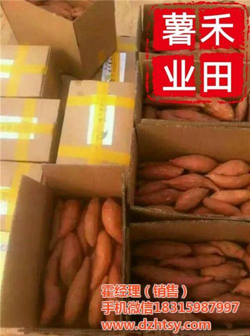 禾田薯业放心企业|郴州烟薯25|烟薯25  烟薯25供应  烟薯25销售  烟薯25地瓜种苗
