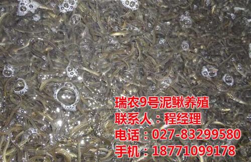 瑞和园|丹棱县泥鳅养殖|无土泥鳅养殖免费  泥鳅养殖成本和利  大棚泥鳅养殖