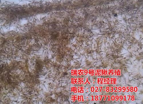 台湾泥鳅鳅苗价格、台湾泥鳅、武汉瑞和园生  台湾泥鳅鳅苗供应  台湾泥鳅鳅苗成活