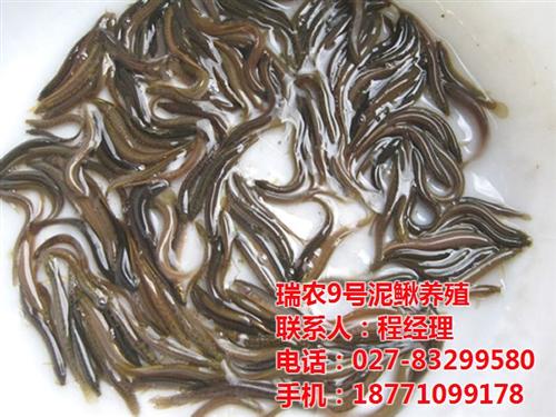 武汉瑞和园生态农业有限公司,台湾泥鳅,台  台湾泥鳅好养吗  台湾泥鳅技术怎么  台湾泥鳅鳅苗价格