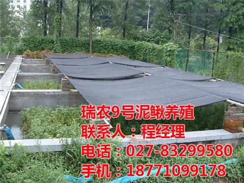 瑞和园,台湾泥鳅养殖,怎么培育台湾泥鳅  台湾泥鳅养殖投资  台湾泥鳅养殖高手