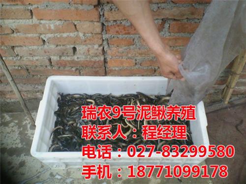 台湾泥鳅养殖高手指南_台湾泥鳅养殖_瑞和  台湾泥鳅养殖投资  台湾泥鳅养殖盈利