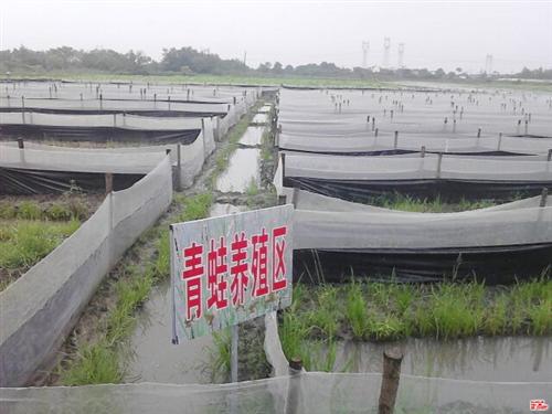 青蛙养殖技术升级_青蛙养殖_武汉瑞和园生  青蛙养殖技术视频  青蛙养殖揭密赚钱