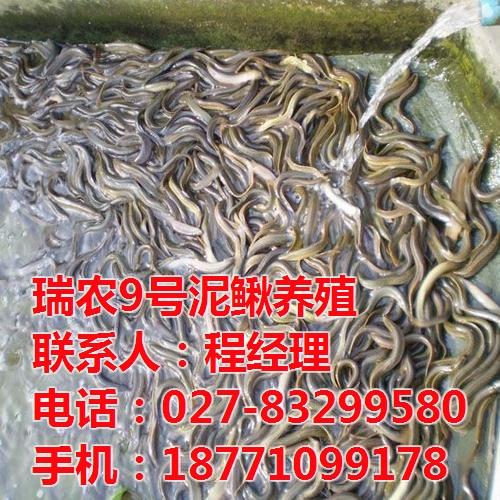 大棚泥鳅养殖技术、南部县泥鳅养殖、瑞和园  田间泥鳅养殖产量  稻田泥鳅养殖技术