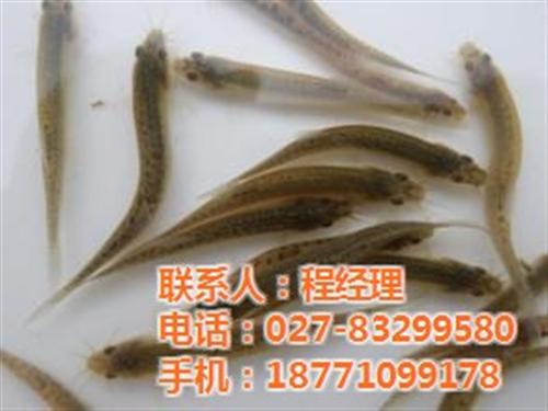 瑞和园,巴中市泥鳅养殖,稻田泥鳅养殖技术  泥鳅养殖技术视频