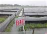 青蛙养殖技术升级_青蛙养殖_武汉瑞和园生