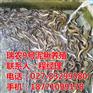 大棚泥鳅养殖技术、南部县泥鳅养殖、瑞和园