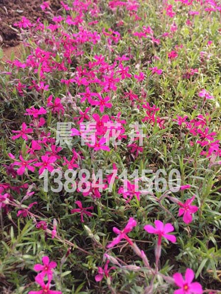 芝樱小苗批发