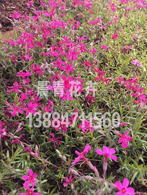 青州芝樱花种植批发