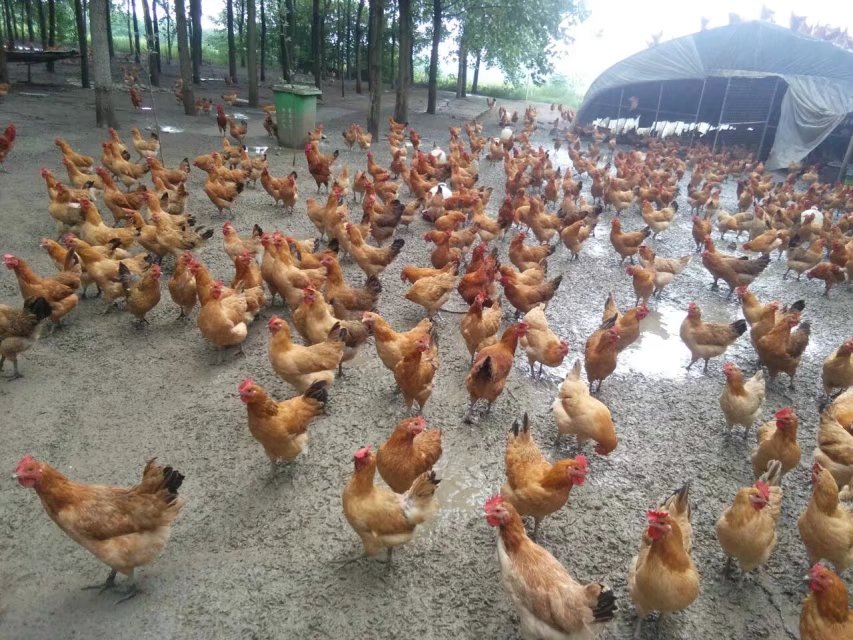 为什么现在的土鸡蛋一定比饲料蛋营养高呢  土鸡蛋营养  鸡蛋价格  好的土鸡蛋营养