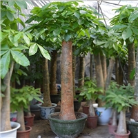 花木管家价格优的室内花境  养护