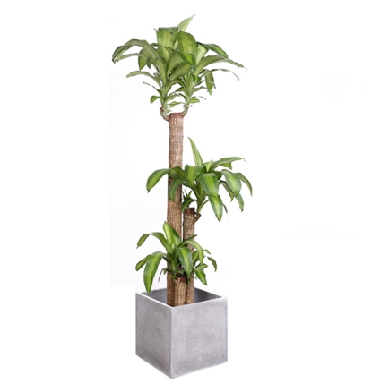 厦门绿植租赁质量可靠|爱尚花境厦门植物租赁服务更完  厦门植物租摆