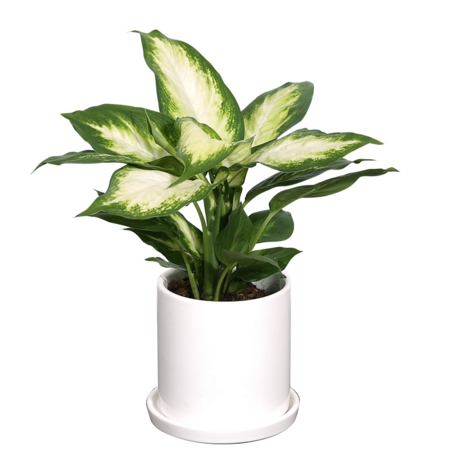 爱尚花境植物租赁，高端正品，品质厦门绿植租摆  厦门植物租摆  厦门植物租赁
