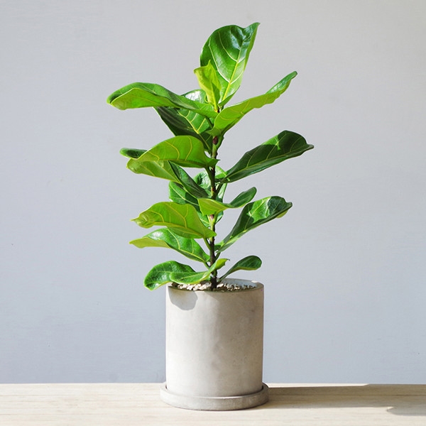 花盆出售|爱尚花境植物出售服务完善  绿植送礼  绿植销售绿植出售