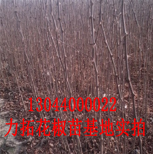 红椒香椒花椒苗分布范围淄博市分布范围