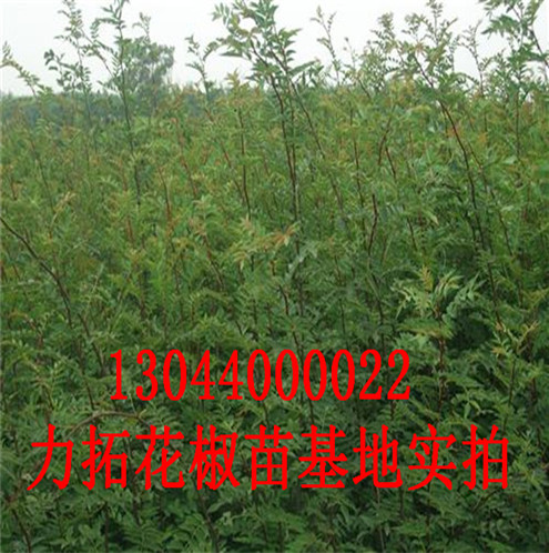 花椒树苗青花椒苗优质品种巴中市青花椒苗优质品种