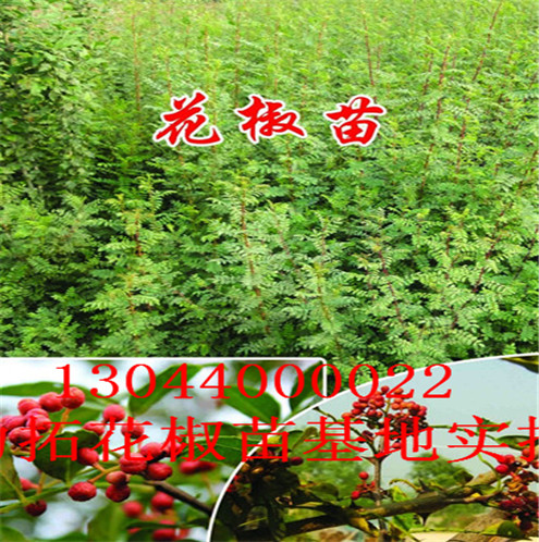 竹叶花椒苗武汉市