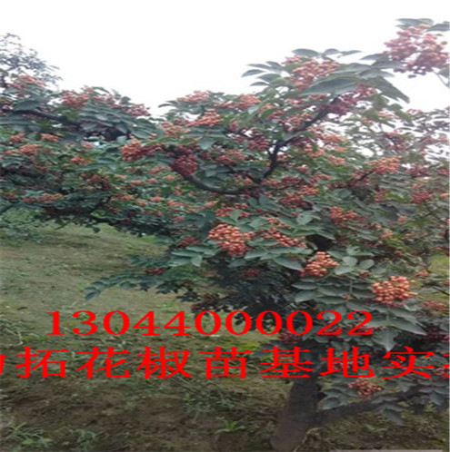 九花椒苗分布范围邢台市分布范围