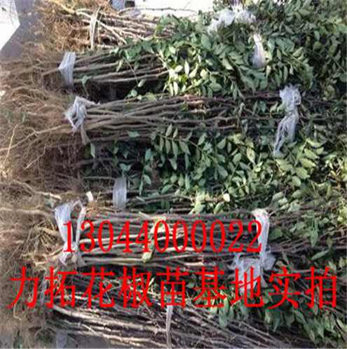 南平市大花椒花椒苗重花椒苗分布范围