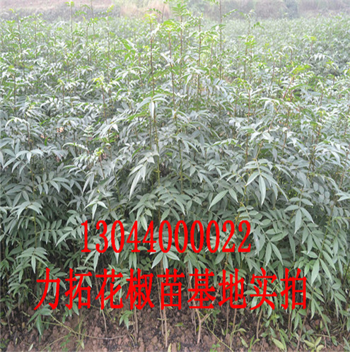 花椒树苗青花椒苗优质品种巴中市青花椒苗优质品种