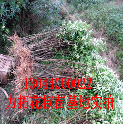 青椒花椒苗主要价值临沂市主要价值