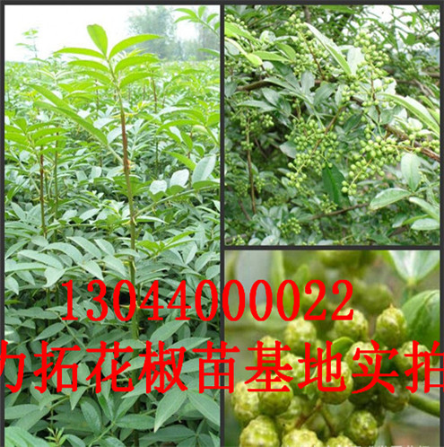 湛江市狗椒花椒苗江西花椒树苗格