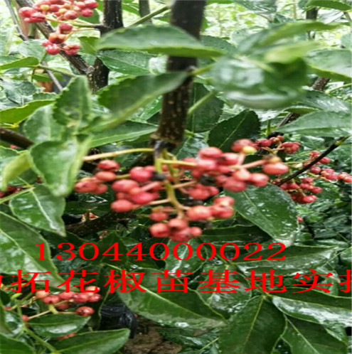 花椒树苗自贡无刺花椒苗图片巴中市自贡无刺花椒苗图片