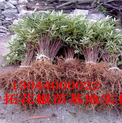 九花椒苗分布范围邢台市分布范围