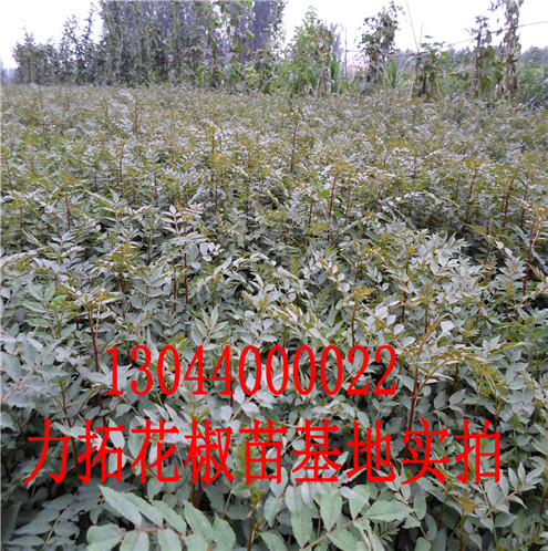 红椒香椒花椒苗分布范围淄博市分布范围