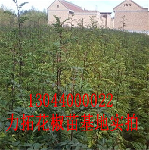 晋城市大红袍花椒苗宜昌九花椒苗常年培育销售