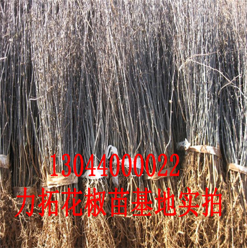 花椒树苗陇南无刺花椒苗图片巴中市陇南无刺花椒苗图片