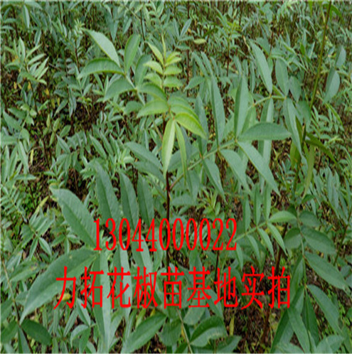 花椒树苗自贡无刺花椒苗图片巴中市自贡无刺花椒苗图片