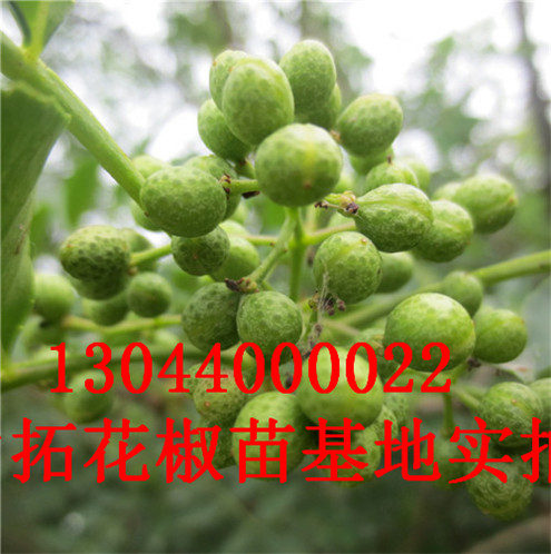 青花椒苗邹城无刺花椒苗图片龙岩市邹城无刺花椒苗图片