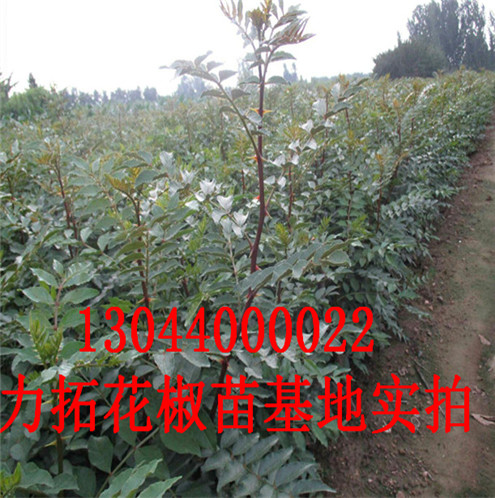 花椒树苗陇南无刺花椒苗图片巴中市陇南无刺花椒苗图片