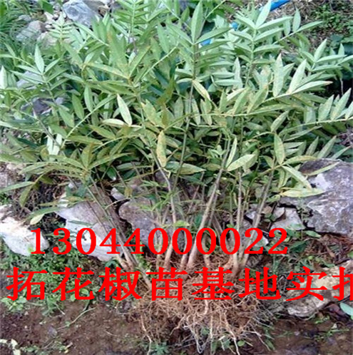 花椒树苗自贡无刺花椒苗图片巴中市自贡无刺花椒苗图片