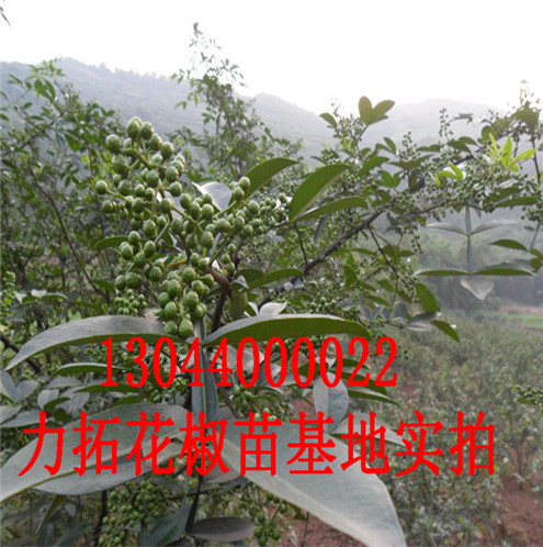 青椒花椒苗主要价值临沂市主要价值